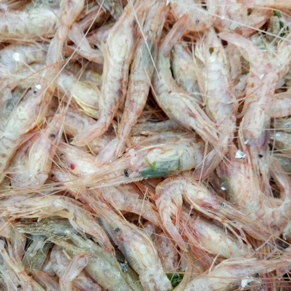 如东东洋口港红毛红虾红莽红芒炝虾醉虾活虾