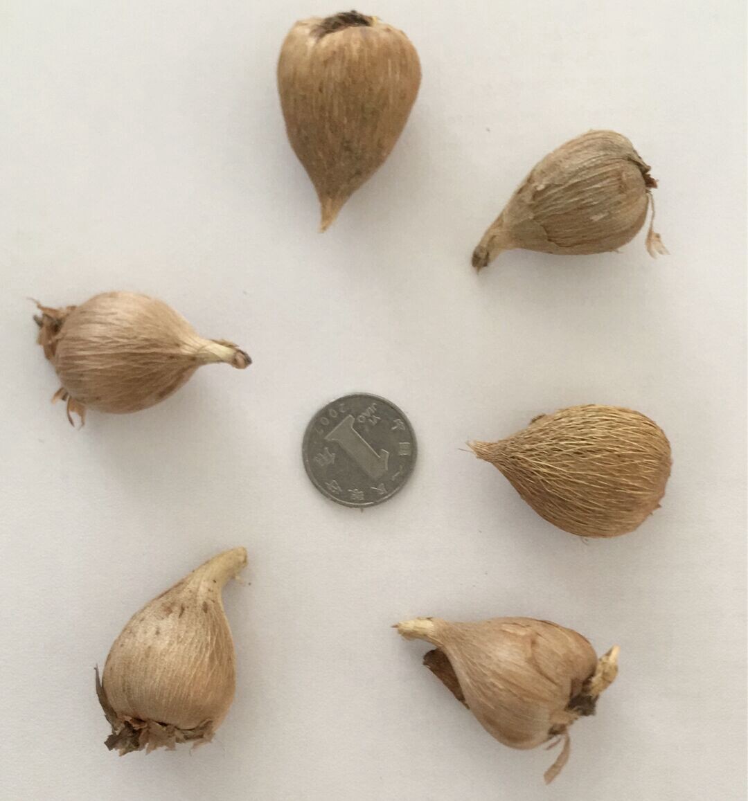 球根花卉香雪兰种球重瓣小苍兰种子秋冬季易活室内种球