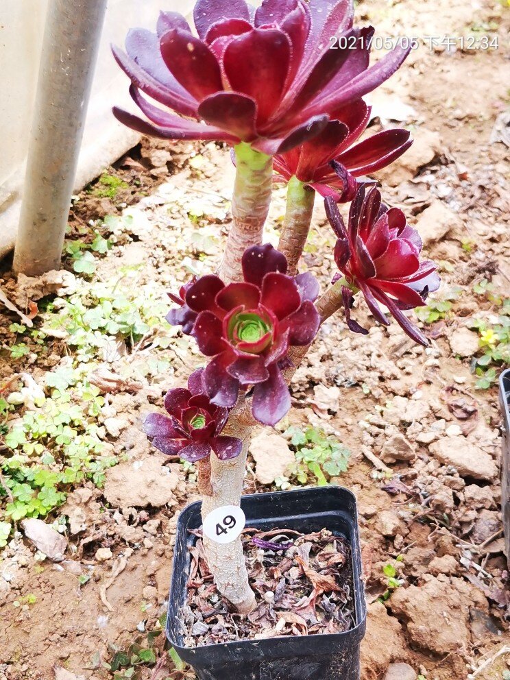 玫瑰法师精品多肉控型小桩巫毒红酒多肉植物