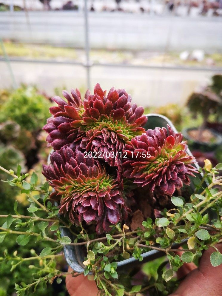 法师艳日爆款黄锦日辉厚叶绿茶清棚特价一物多肉植物