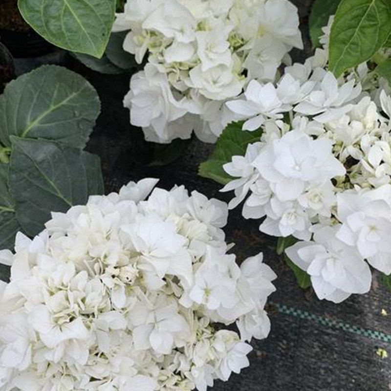 白色爆米花雪球雪舞绣球花盆盆栽地栽阳台庭院时令草本花卉