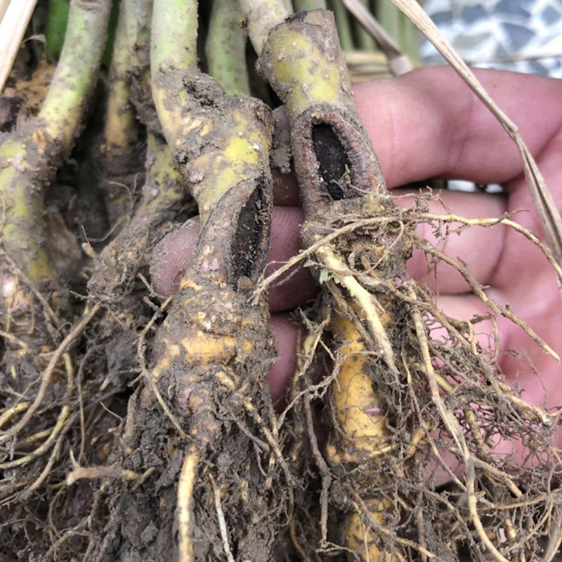 强桑1号海宁苗圃 采叶大叶桑树喂蚕养蚕高产量大价优青苗苗木饲料