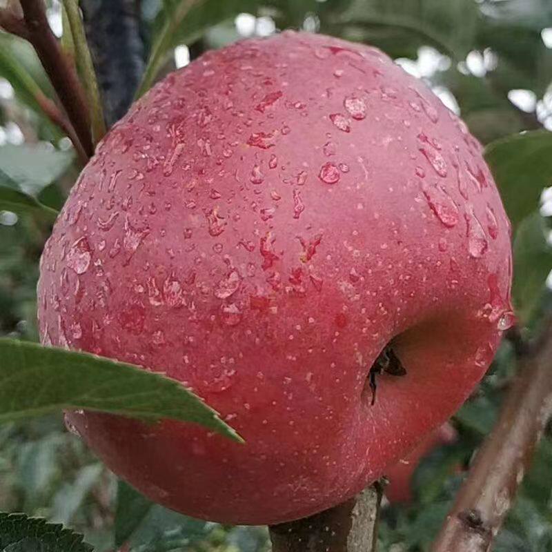 秀水苹果5斤2022山东五莲水果原生态脆甜多汁苹果