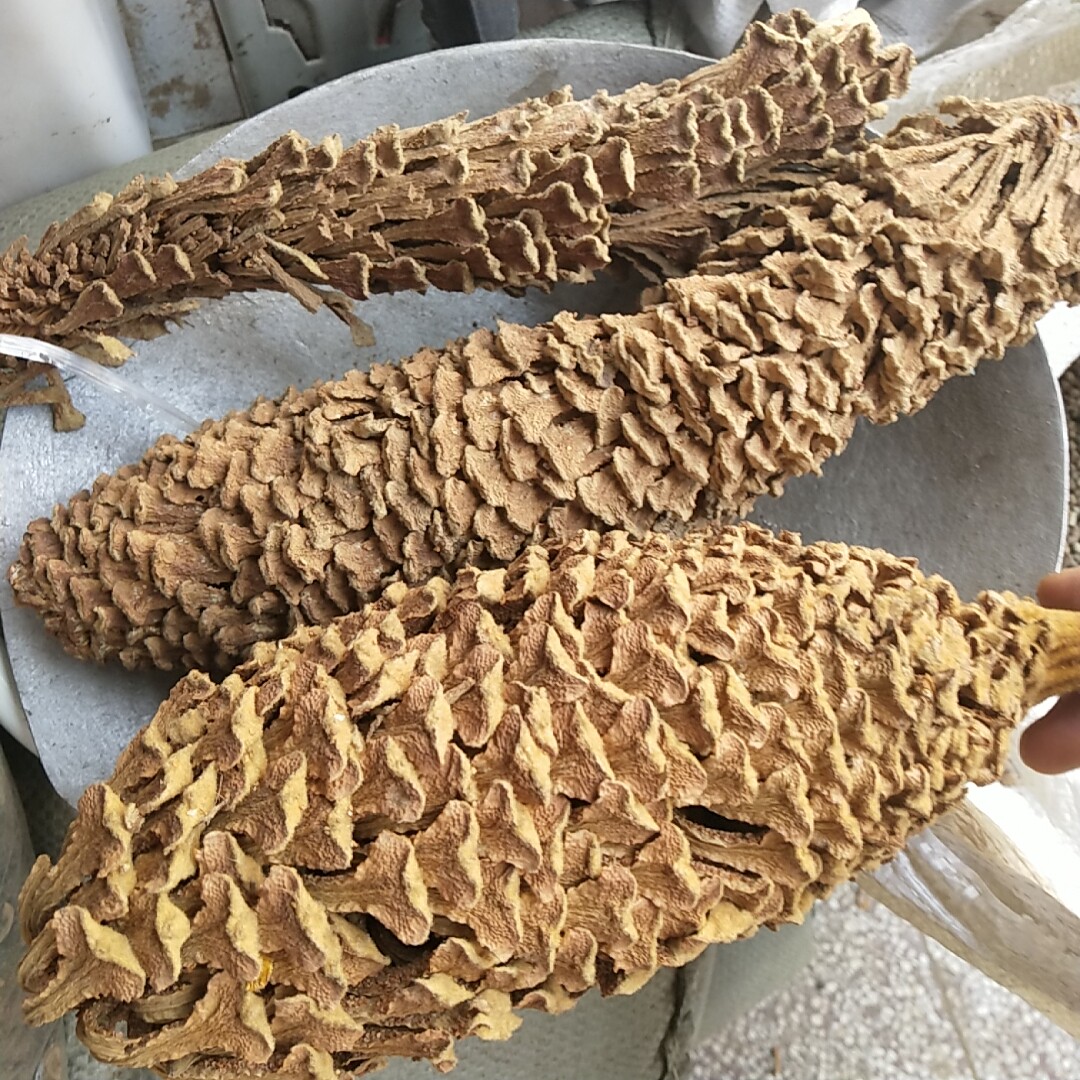 铁树花中药材凤尾特级正品大货供应500克包邮其他药食同源食品