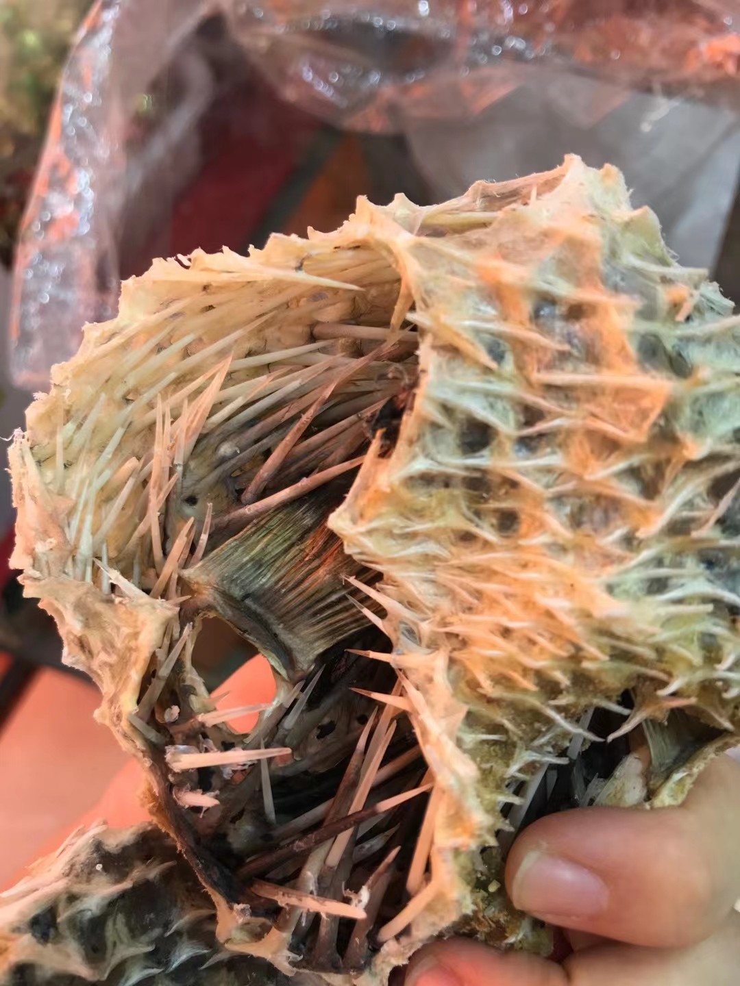 刺龟野生中号海胆皮刺豚皮海刺猬干货煲汤阳江其它