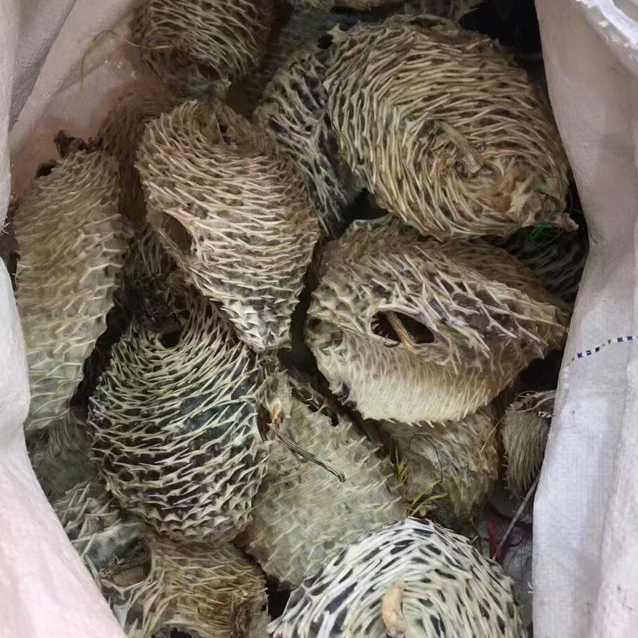 深海大号刺龟海胆皮刺豚海刺猬鱼水水产干货其它