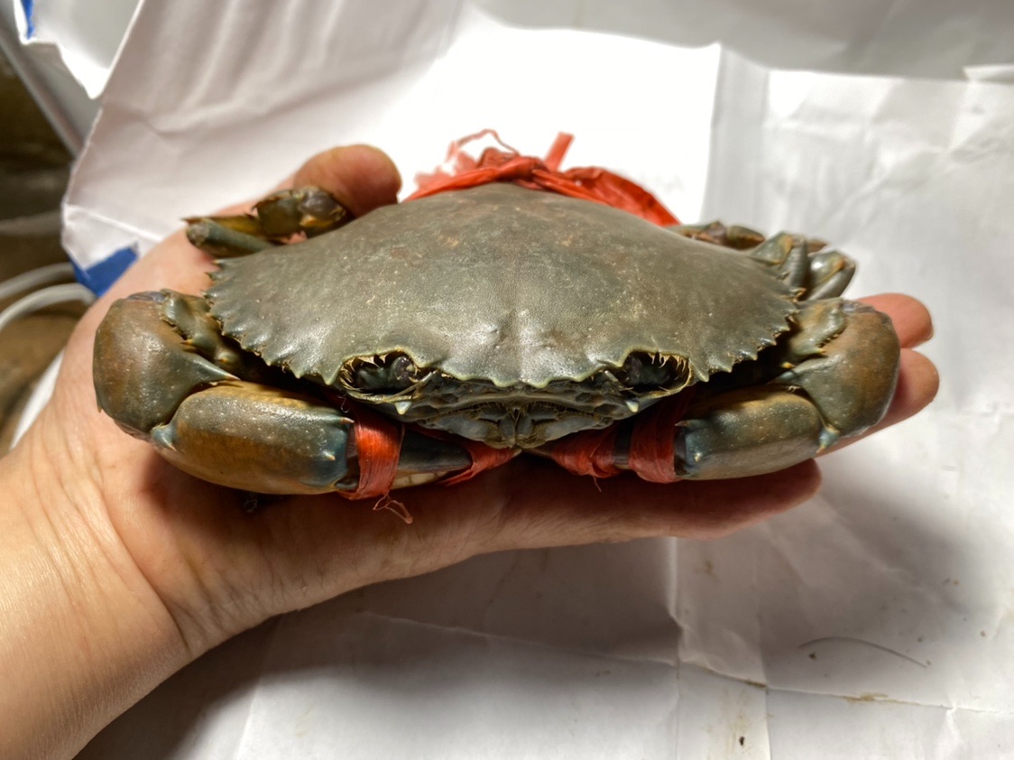 膏蟹1只顺丰左右150g海蟹装母鲜活水产缅甸青蟹