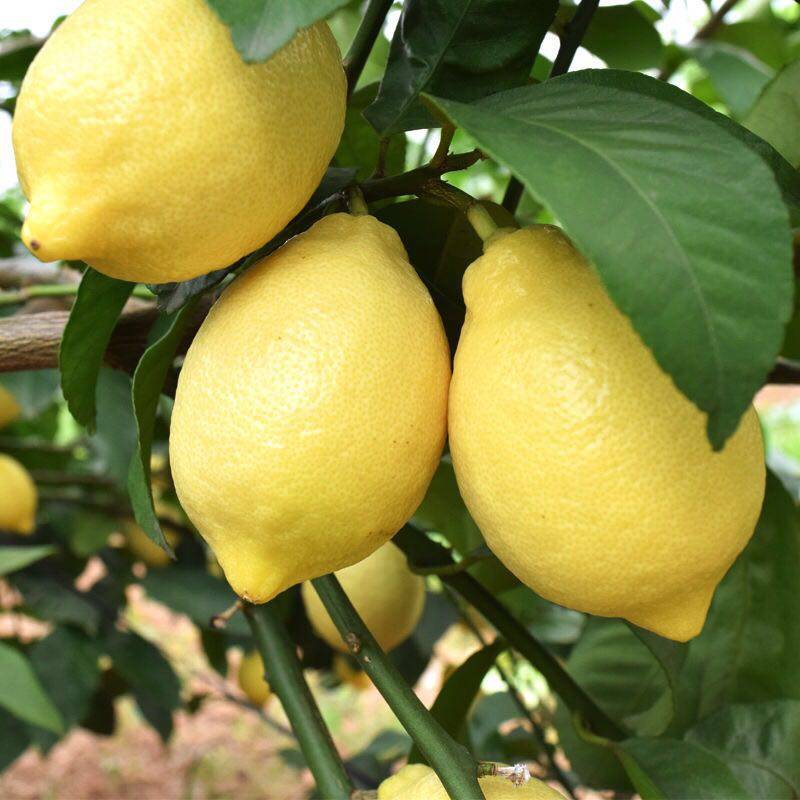 柠檬大果安岳黄柠檬6斤装新鲜水果一二级青柠发包柠檬
