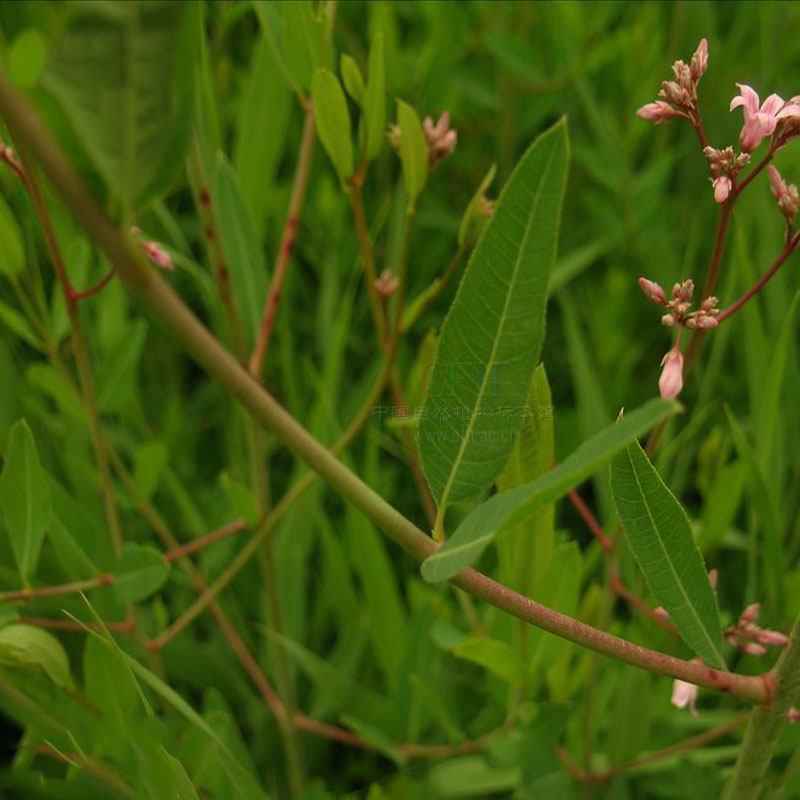 罗布麻新疆野生新芽正品特产尉犁县男女血压养生养生茶
