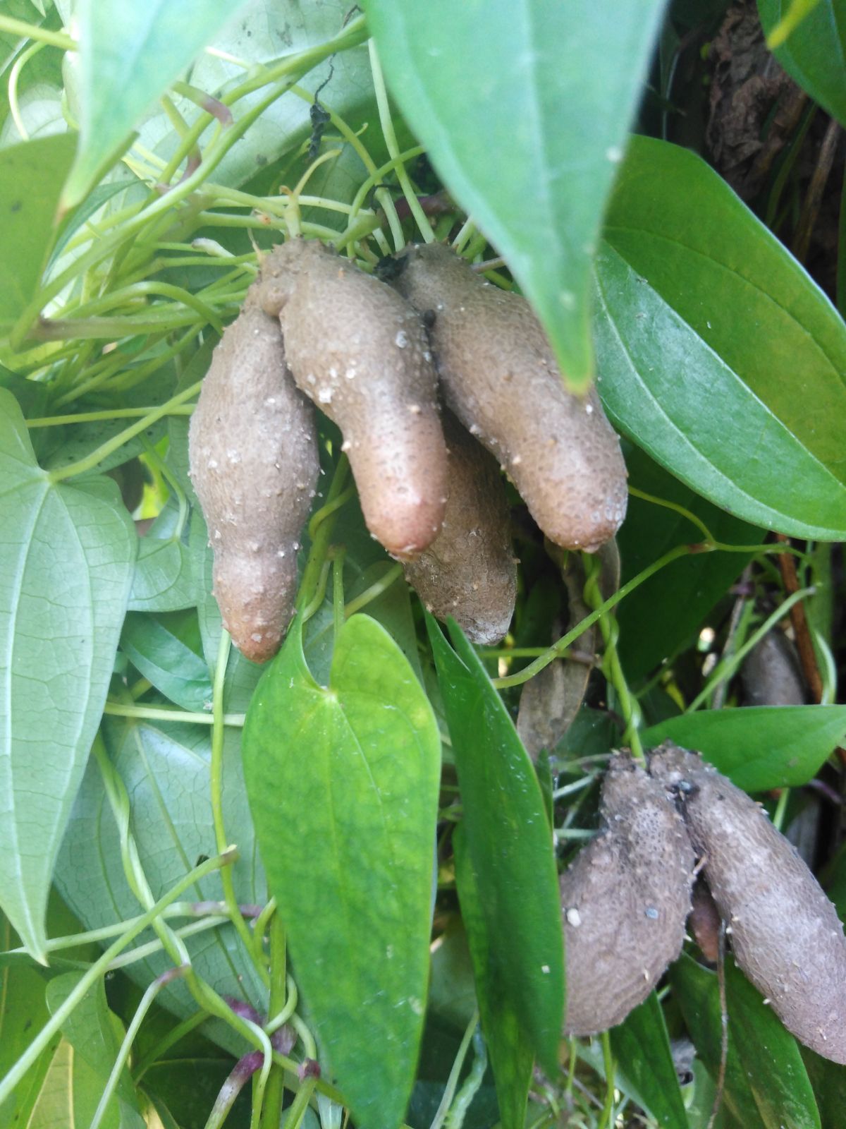 山药20年广东新鲜包邮种食两用淮山豆现2斤新鲜山药