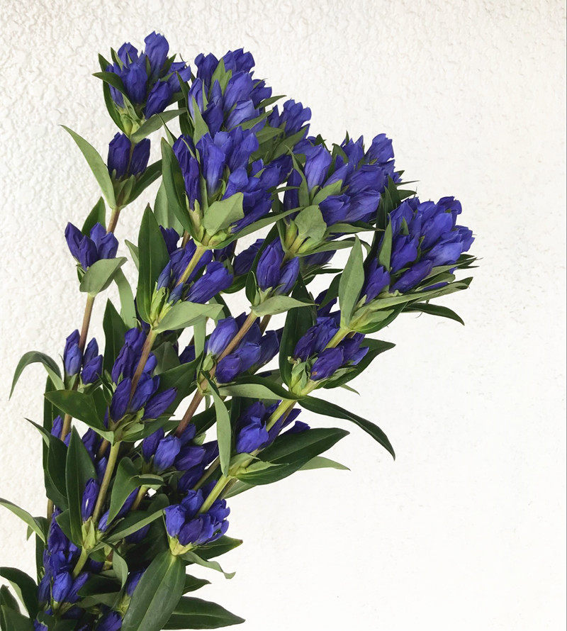 日本龙胆多色节节高直线线型散花家用插花生日鲜花速递同城