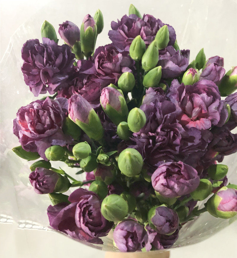 野马多头康乃馨稀有品种多母亲女友生日礼物家庭鲜花速递同城