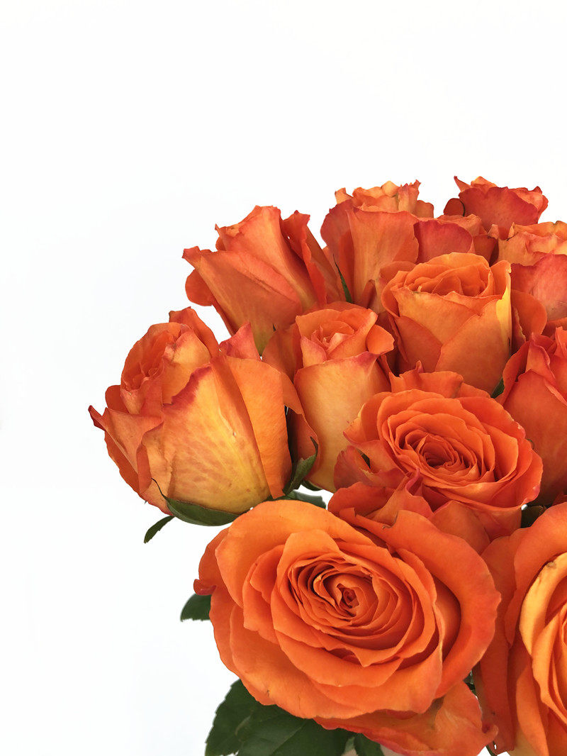 国王橙色玫瑰鲜花水培插花生活惬意生日爱情鲜花速递(同城)