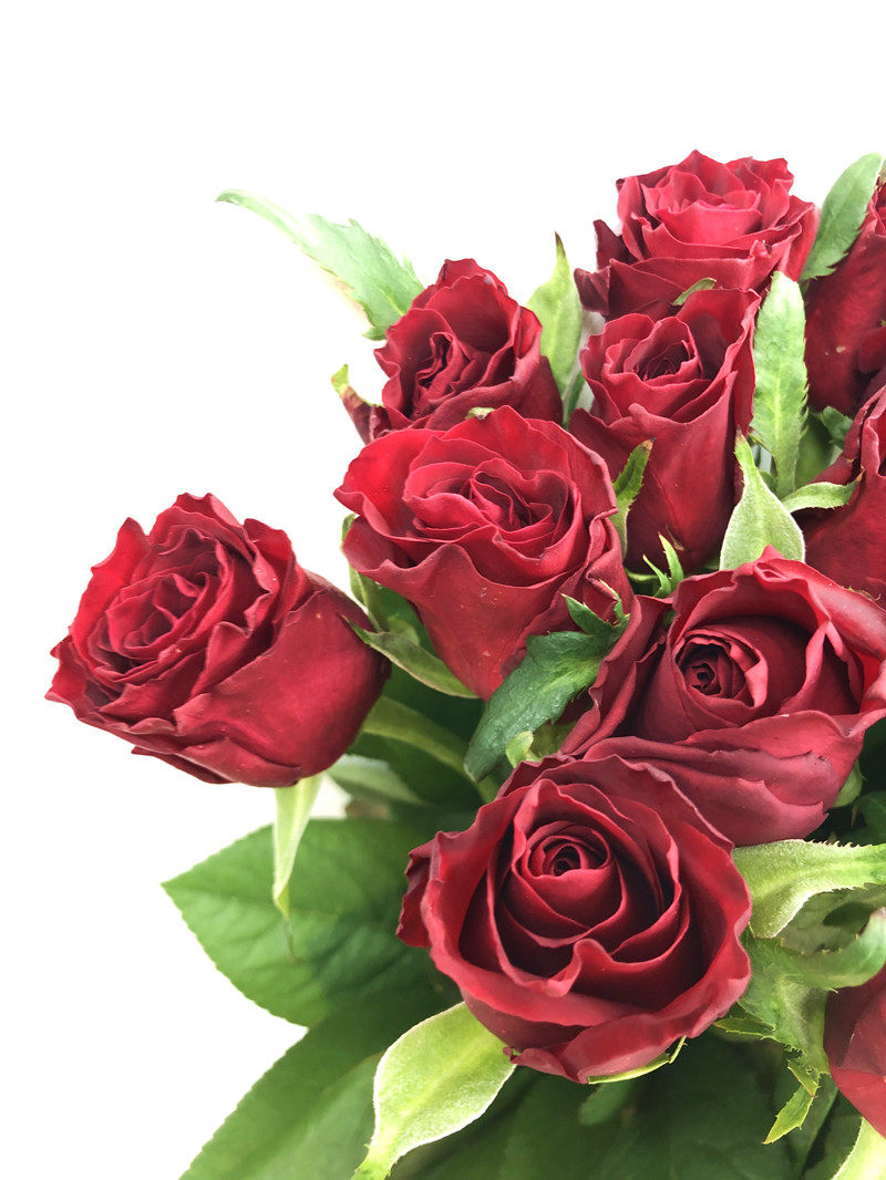 传奇红玫瑰鲜花家庭办公室婚礼用花水培插花生日鲜花速递同城