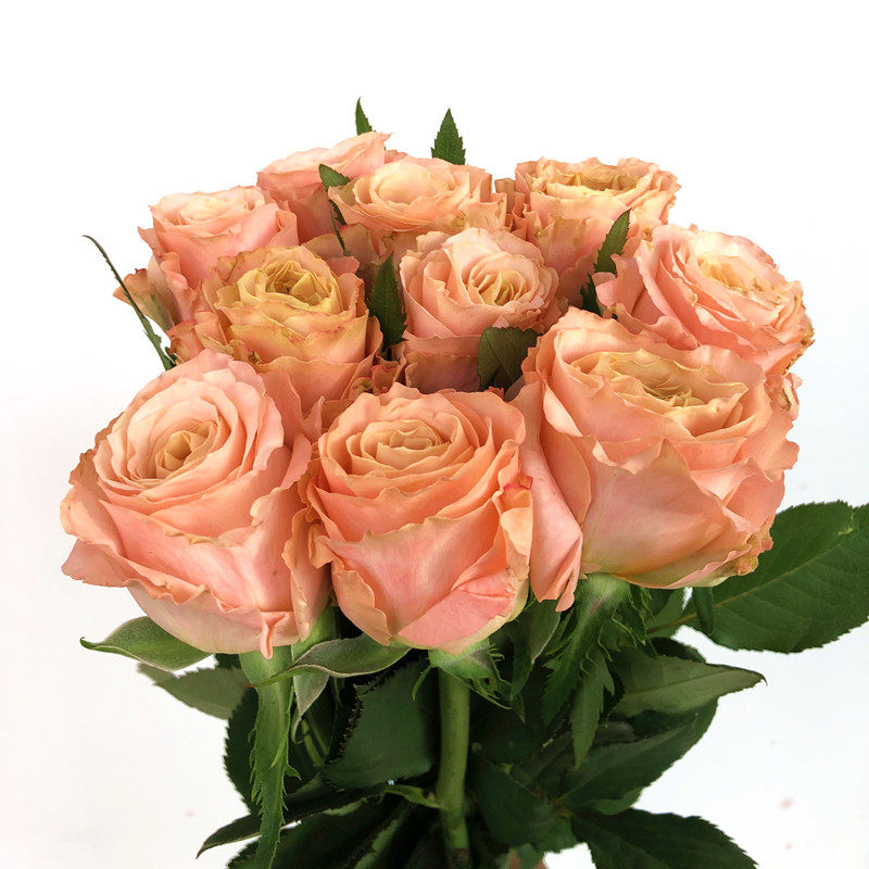 天使粉色玫瑰洛神高端花卉家居办公室花艺插花鲜花速递(同城)