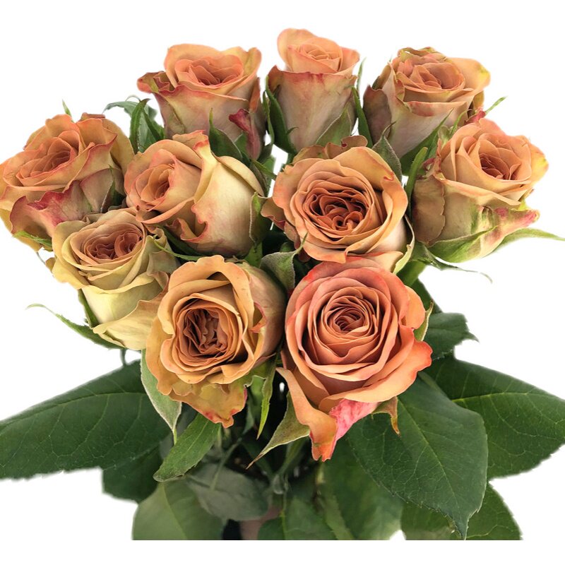 肯尼亚进口咖啡色玫瑰卡布奇诺10朵流行色网红生日礼物鲜花速递(同城)