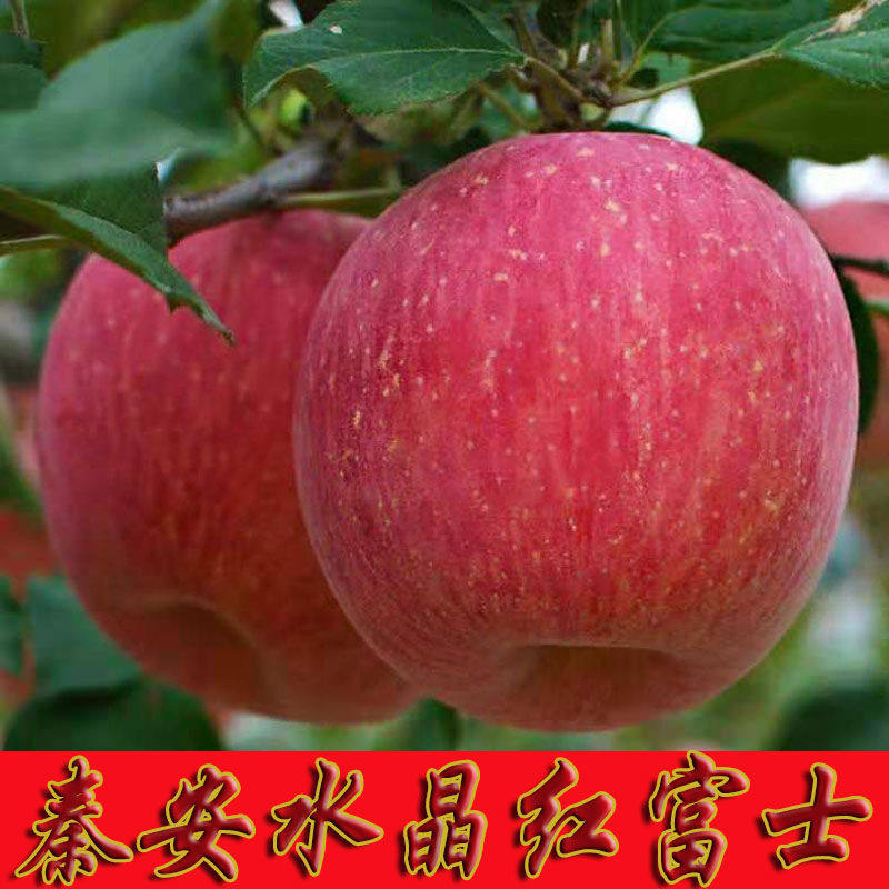 正宗秦安特级红富士甘肃天水大山自产脆甜水晶苹果
