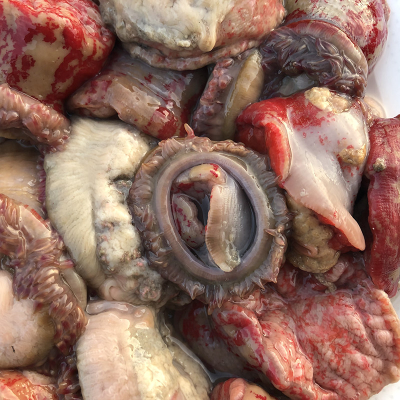 海葵鲜活海腚根新鲜海鲜水产红沙蒜特产野生干海花海肠子煲汤食材