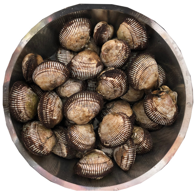 4斤赤贝血蛤鲜活新鲜海鲜贝类嘎啦大毛蚬子野生毛蛤蜊刺身毛蚶