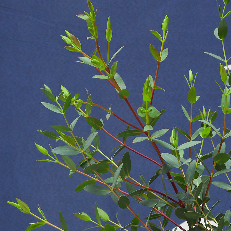 细叶尤加利配叶配花鲜花云南直发基地斗南花市鲜花速递(同城)