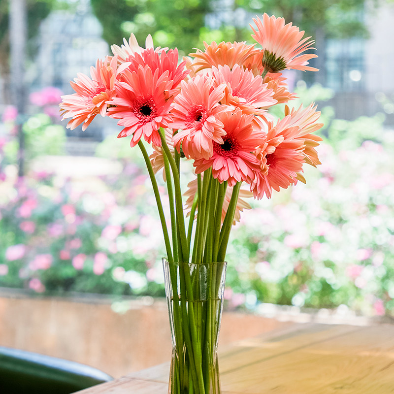 非洲菊非洲菊花鲜花花束云南家用昆明花卉市场水养鲜花速递同城