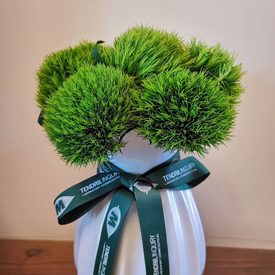 绿毛球鲜花云南直发昆明直批基地斗南花市插花水养花束办公家庭