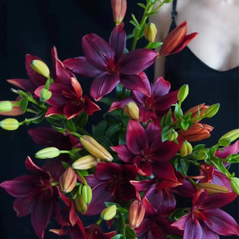 黑宝石百合花亚洲斗南水养家用香水百合花苞发货云南鲜花速递同城