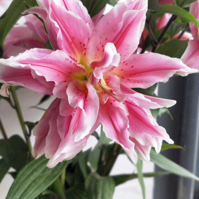 艾琳娜重瓣百合鲜花多瓣真花水养云南发辫家用鲜花速递(同城)