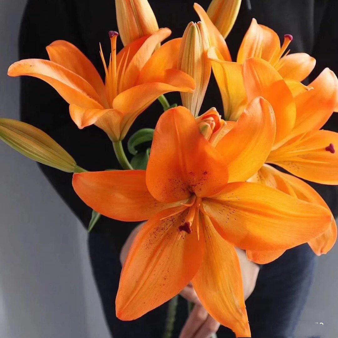 橙色发花梦想水养真花花卉花束地直基地鲜花鲜花速递(同城)