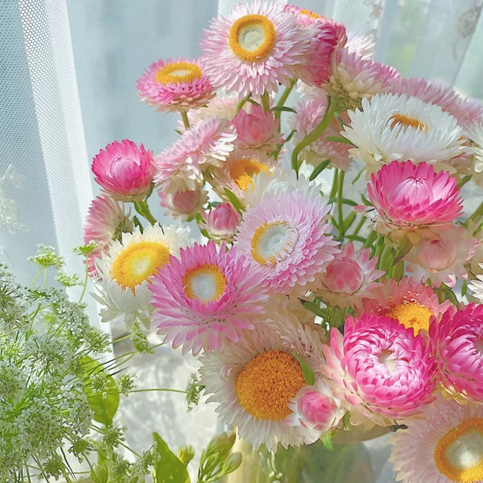 麦秆发花鲜切水养真花家用花束地直基地鲜花鲜花速递同城