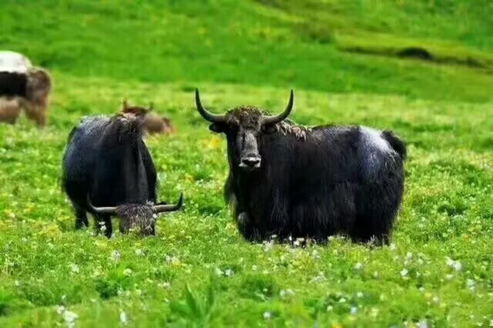 牦牛奶粉儿童中老年孕妇高钙无糖低脂肪红原高原大草原奶粉300克