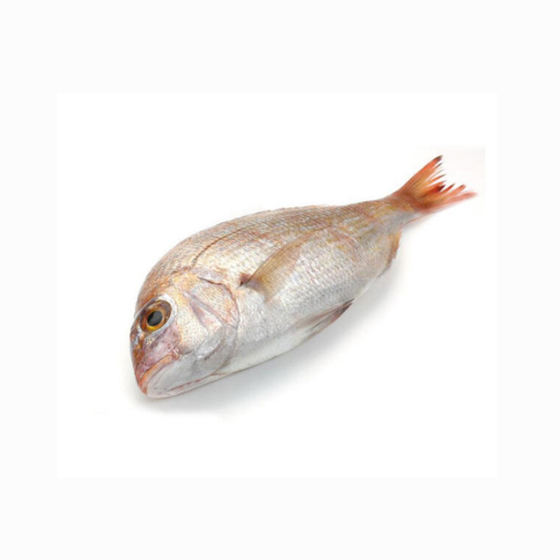 海鱼新鲜加吉深海鱼刺身生鱼片鲜海鲷鱼斑加其它