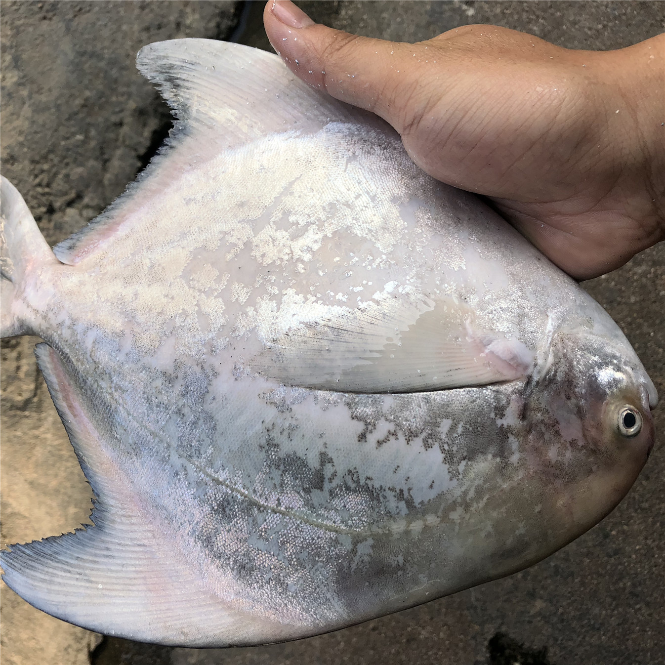中国鲳鱼斗鲳大平平鱼海鱼鲜活海鲜水产顺丰鲳鱼