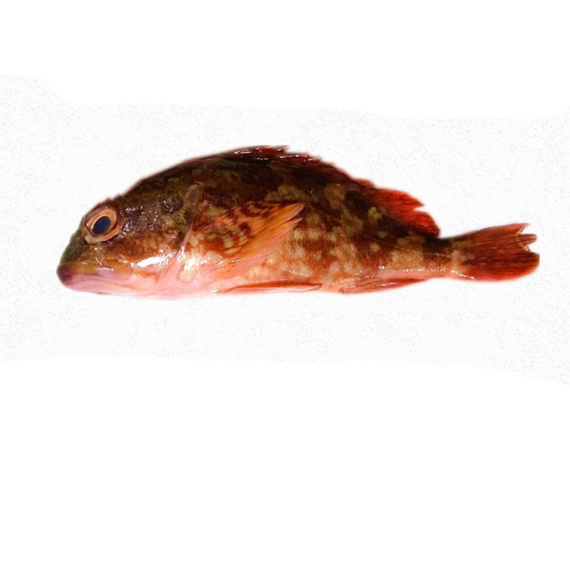 捕鲜活石翁鱼石九公虎头野生小红红斑宝宝辅食斑鱼