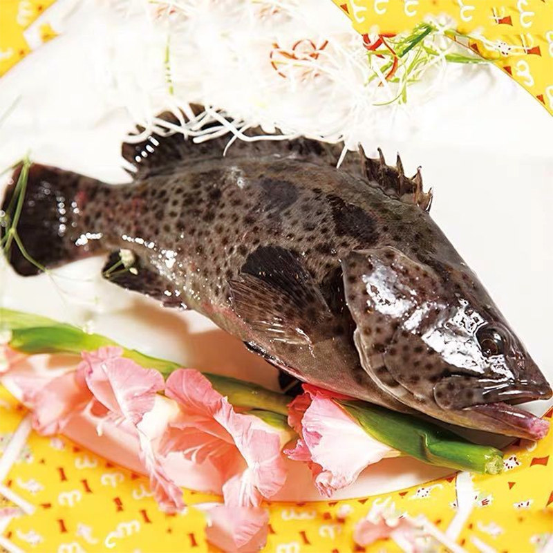 冰鲜海龙胆石斑鱼鲜活生猛海鲜500g大小可选其它