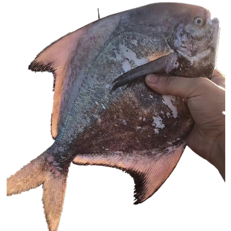 中国鲳鱼斗鲳大平平鱼海鱼鲜活海鲜水产顺丰鲳鱼