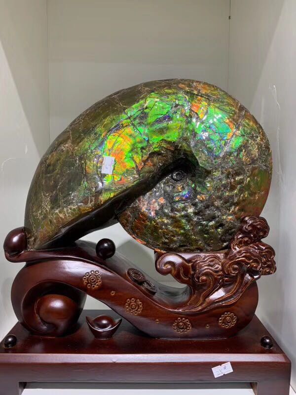 李居李居明明大师魔法石整螺彩螺化石加拿大七彩彩光摆件