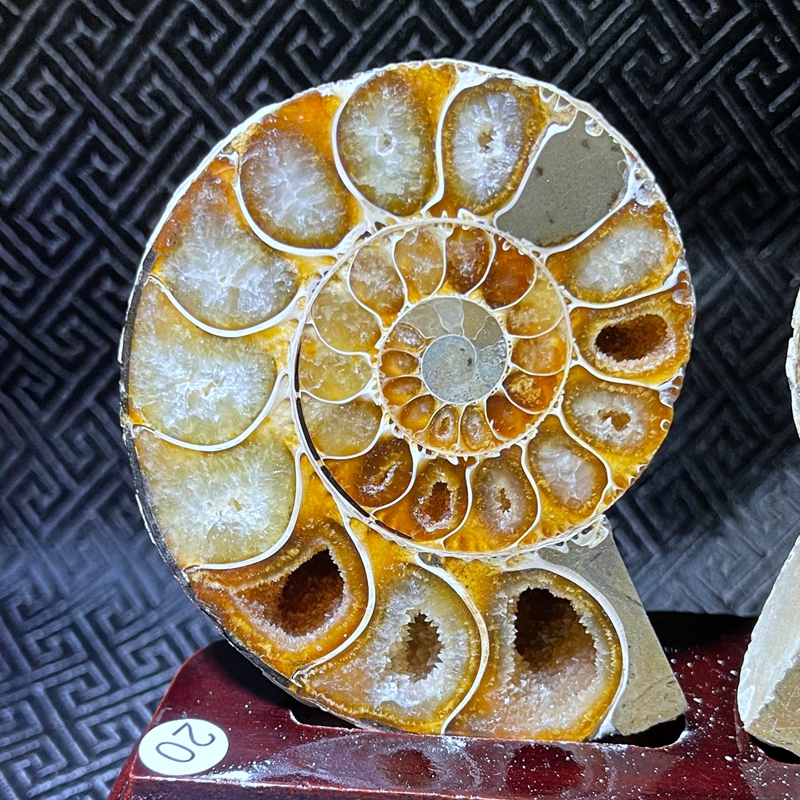 化石天然马达加斯菊石玉化斑彩彩螺切片摆件摆件