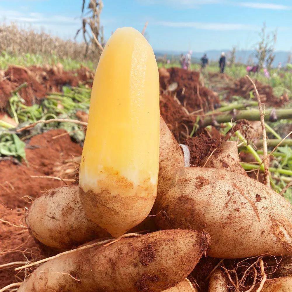 现货云南天山雪莲新鲜水果10斤当季整箱箱包高山雪莲果