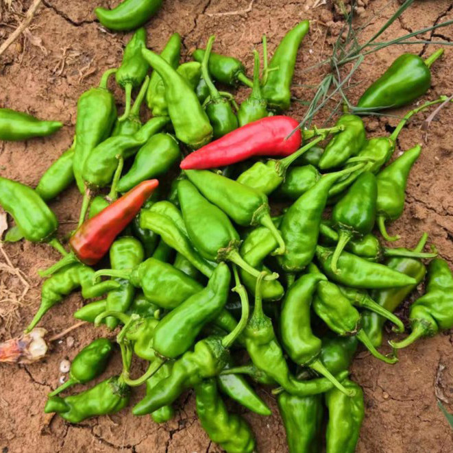 辣椒湖北宜昌农家自种小辣椒小米椒薄皮微辣土广辣椒