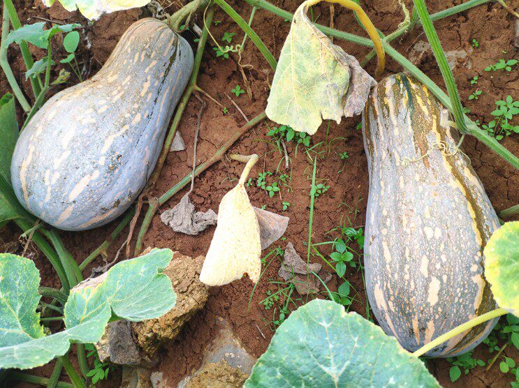 南瓜农村自种农家新鲜香粉糯面宝宝辅食品种南瓜