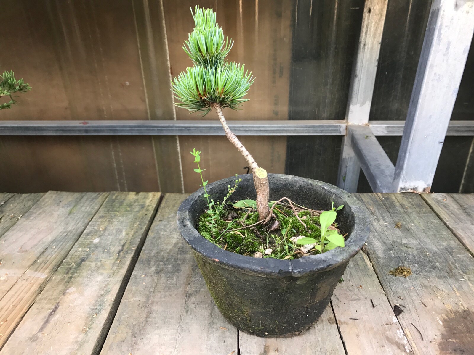 大阪松 嫁接小苗 济州真柏小苗精品盆栽随机发货植铺盆景园艺