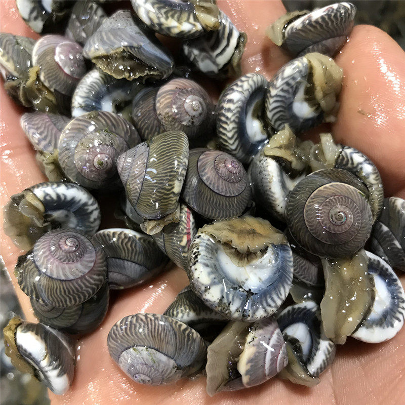 大连钱儿海锥海螺海牛小玻璃瓜子钱螺海大海海鲜其它