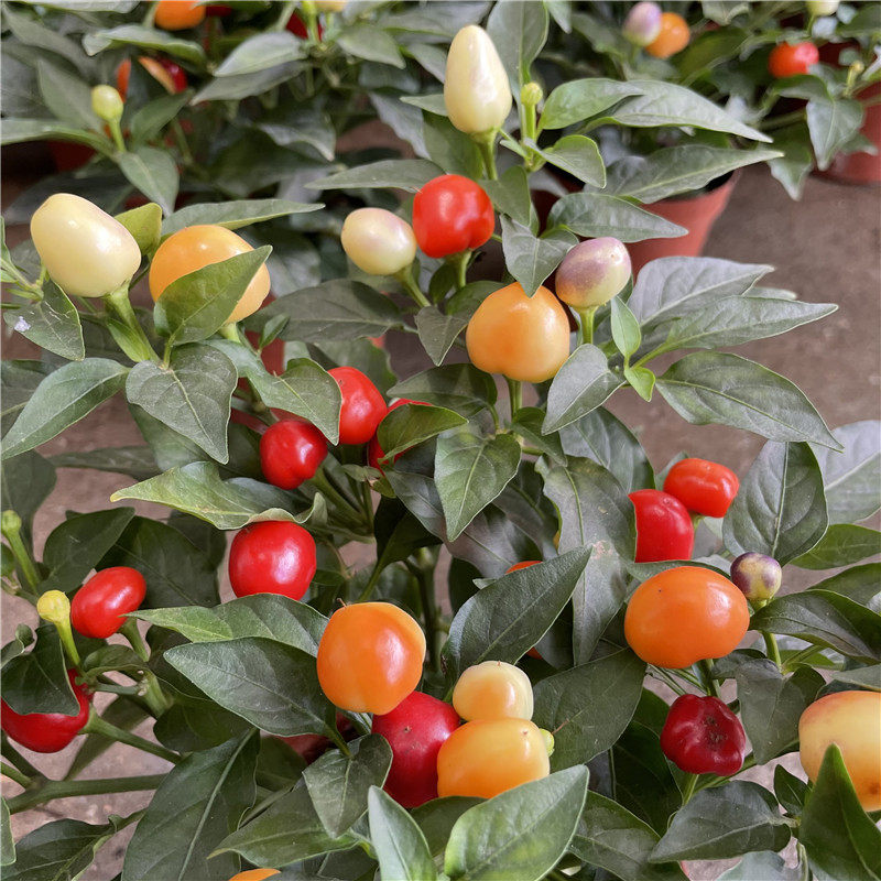 可食用观赏彩椒盆栽五彩辣椒天骄朝天室外阳台绿植