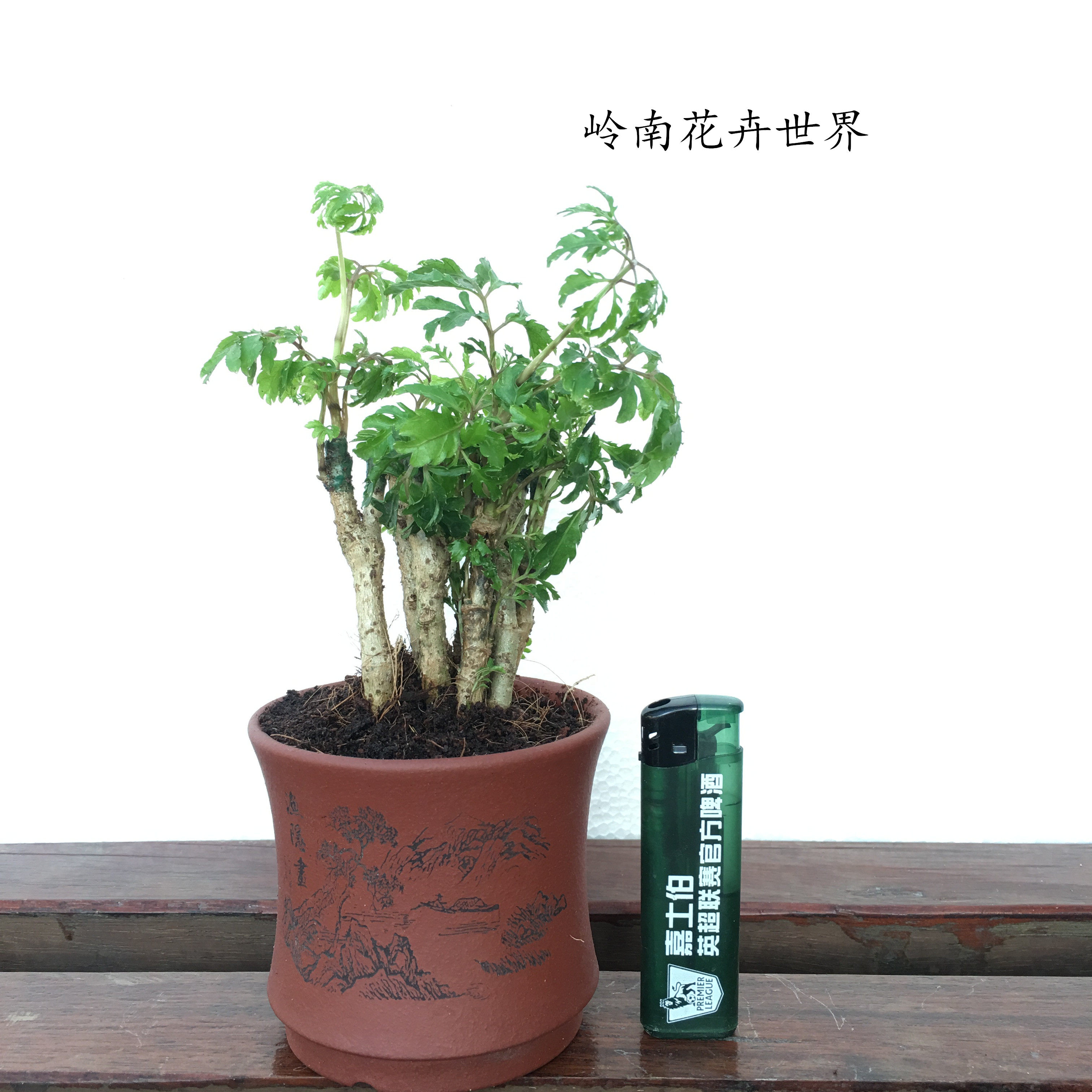 福禄寿 福禄桐绿萝富贵竹虎皮兰水培植物绿植发财树办公室盆栽