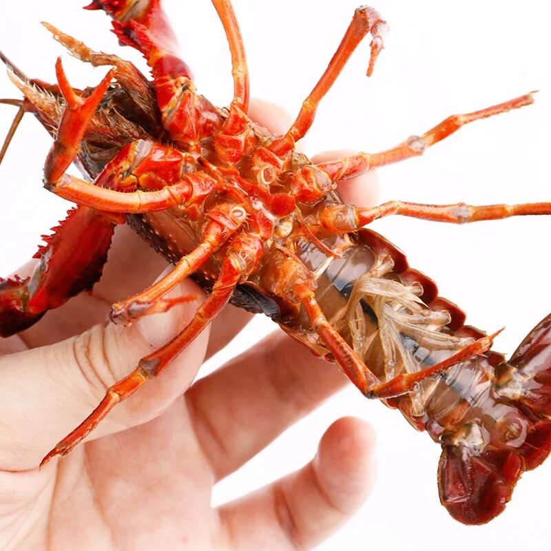 鲜活江苏盱眙小龙虾活虾