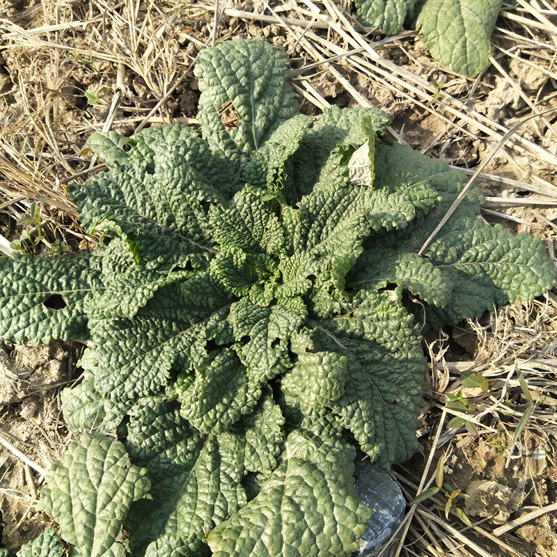 新鲜荔枝蛤蟆草雪见草带根整株全草皮草现挖其他药食同源食品