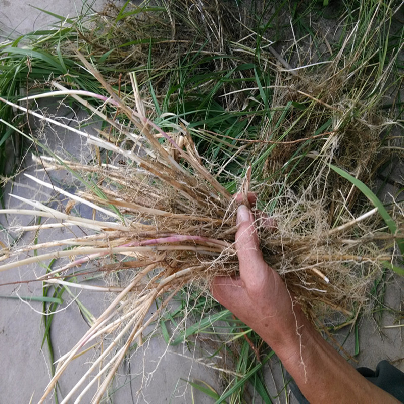 草根新鲜白茅根野生茅草根毛竹蔗芦根中药材清火其他药食同源食品