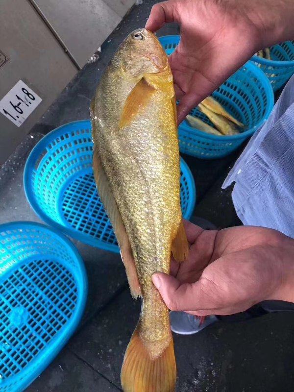 3斤2条装48小时捕捞顺丰发货黄鱼