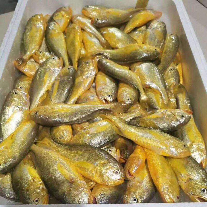 东海宝宝条共1两小梅辅食新鲜丁宝宝黄梅天然黄鱼